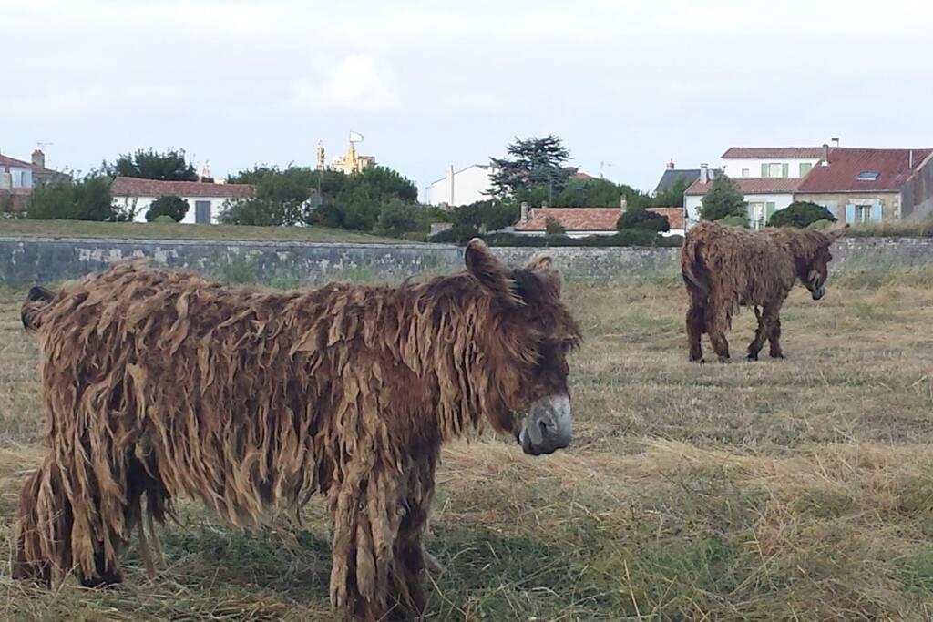 La Virginie - Suite Ile'O La Couarde-sur-Mer Esterno foto